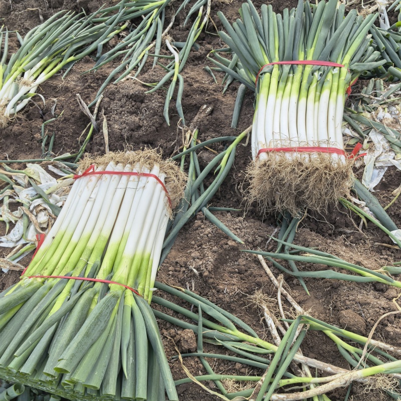 葱江苏启东毛葱铁杆大葱钢葱产地价格便宜欢迎实地考察