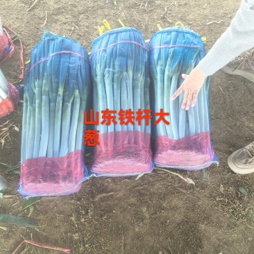葱铁杆大葱钢葱产地直供价格美丽欢迎来电打扰