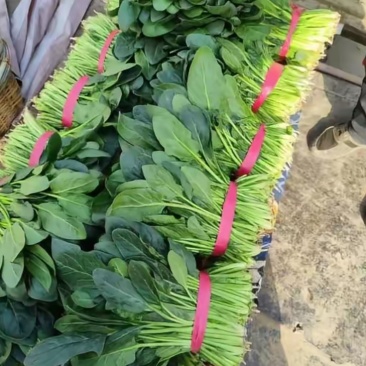 新疆菠菜