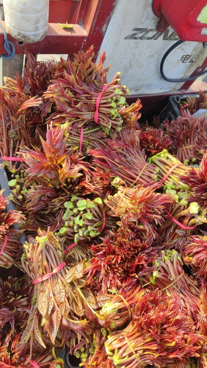 香椿芽