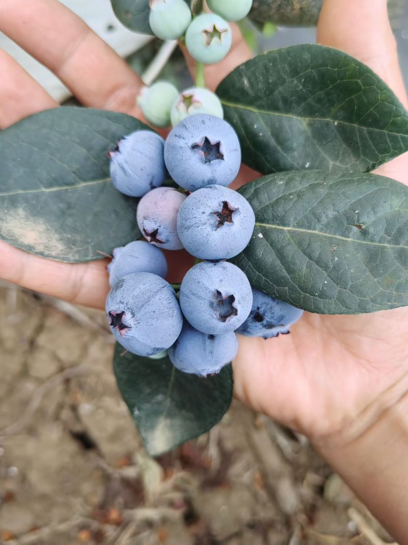 云南砚山平远露天花香蓝莓