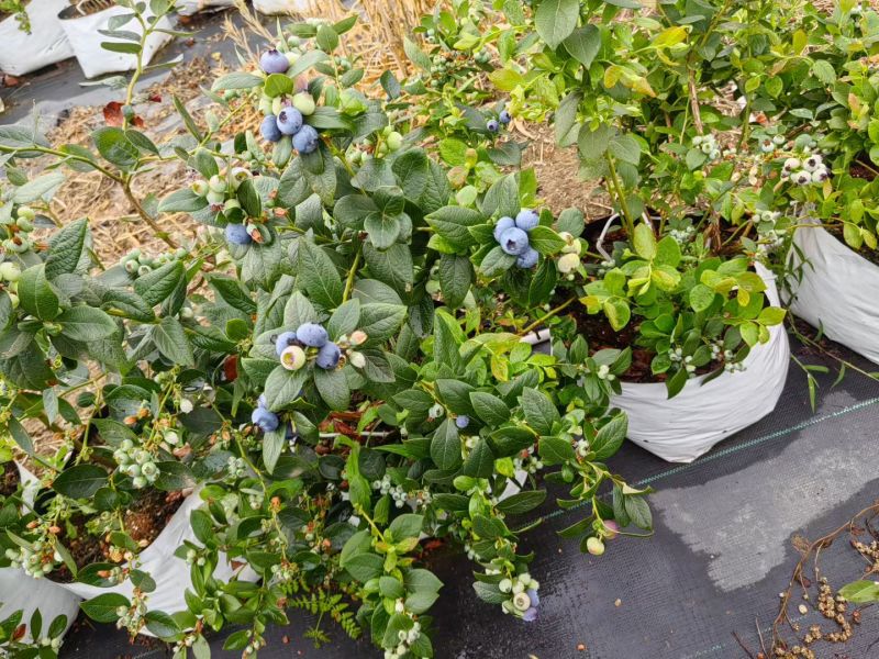云南砚山平远露天花香蓝莓
