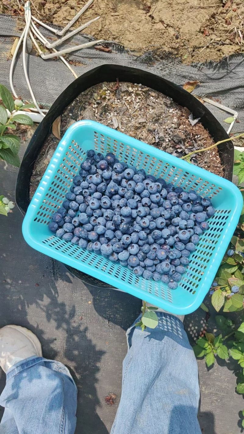 云南砚山平远露天花香蓝莓