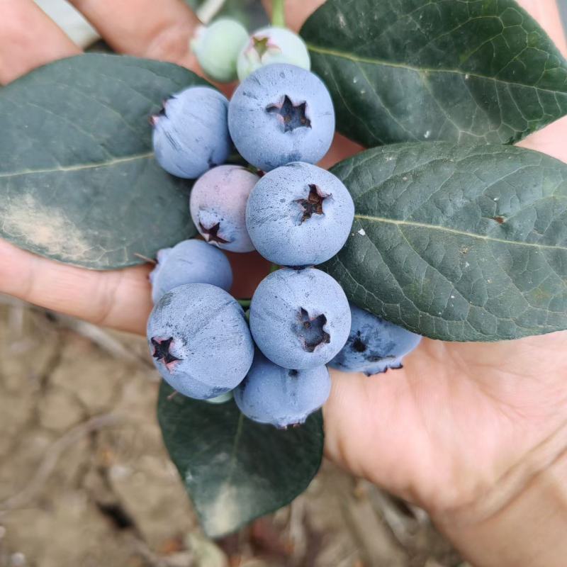 云南砚山平远露天花香蓝莓