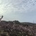 高山黄桃和高山泉水酿的45度白酒