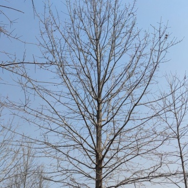 娜塔栎