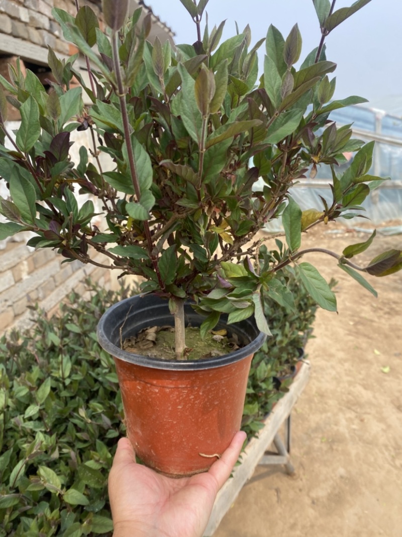 金银花盆栽，宫金银花盆栽，五彩金银花盆栽