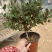 金银花盆栽，宫金银花盆栽，五彩金银花盆栽