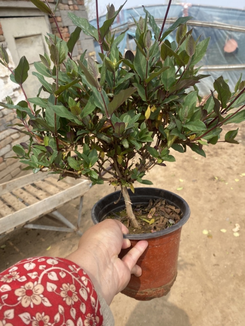 金银花盆栽，宫金银花盆栽，五彩金银花盆栽