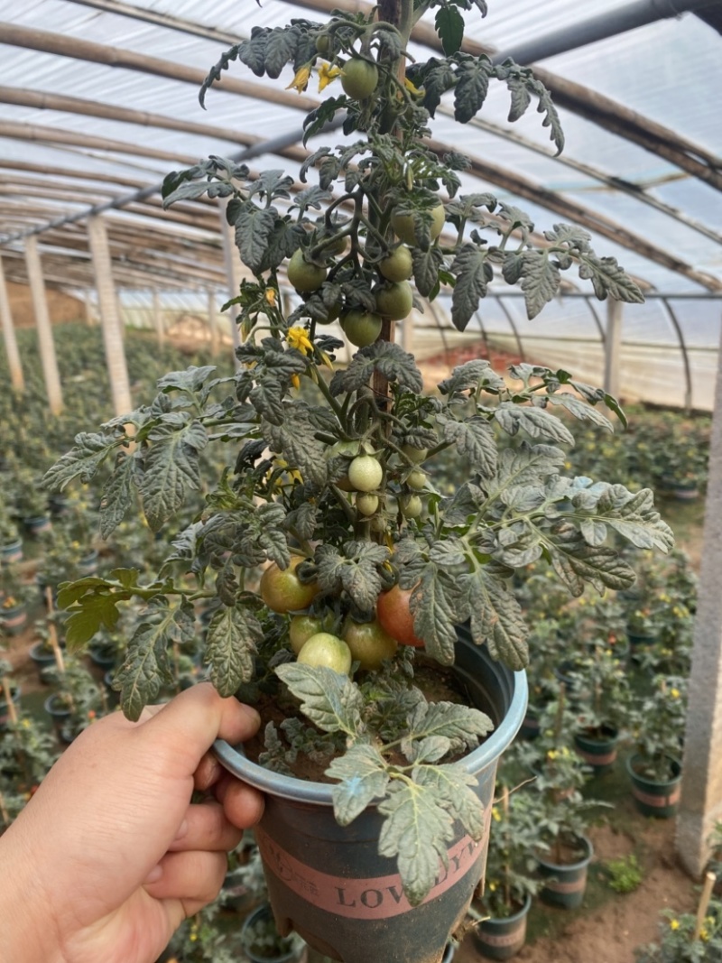 番茄盆栽小柿子盆栽圣女果盆栽
