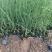 细叶芒细叶芒杯苗基地直发一手货源保质保量发货