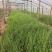 细叶芒细叶芒杯苗基地直发一手货源保质保量发货