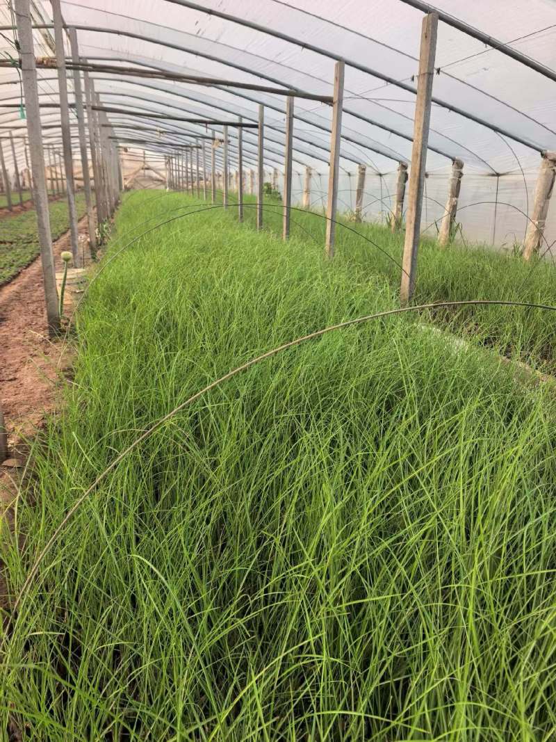 细叶芒细叶芒杯苗基地直发一手货源保质保量发货