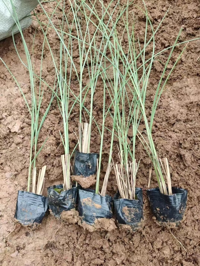 细叶芒细叶芒杯苗基地直发一手货源保质保量发货