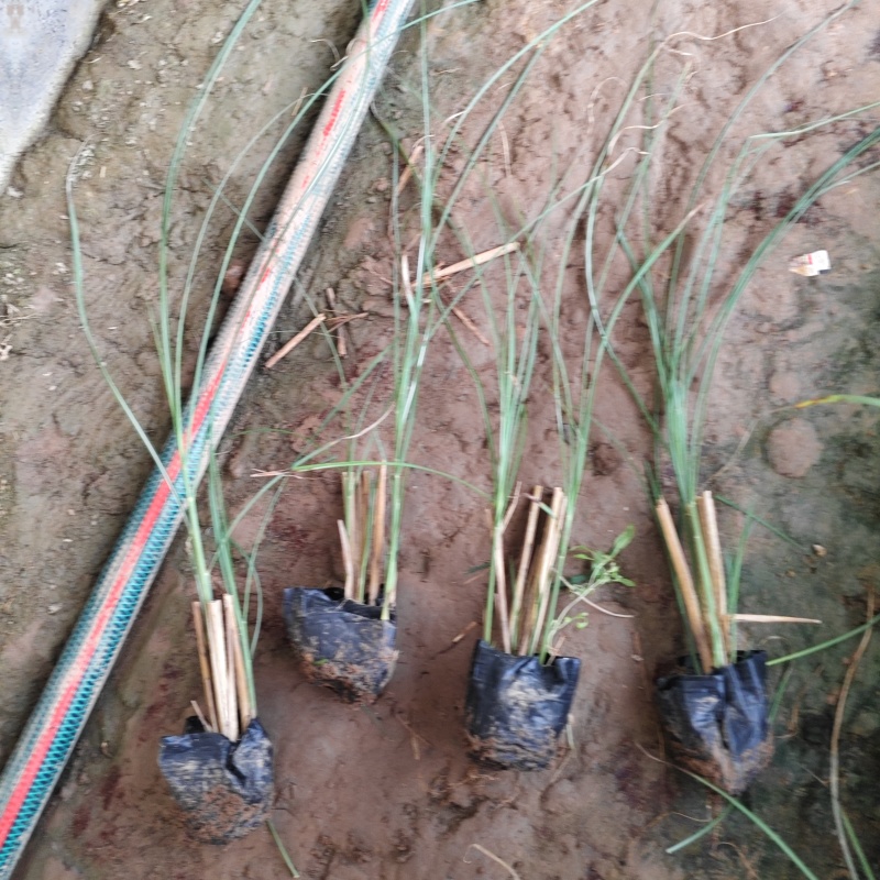 细叶芒细叶芒杯苗基地直发一手货源保质保量发货