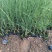 细叶芒细叶芒杯苗基地直发一手货源保质保量发货