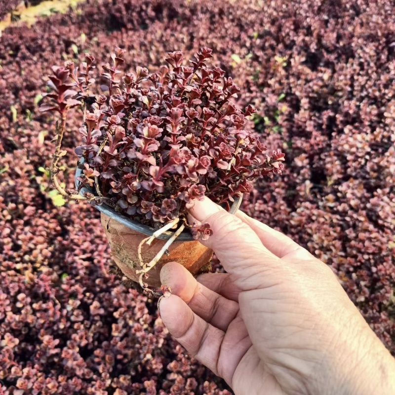 红景天苗小球玫瑰红叶景天基地直发一手货源保质保量发货