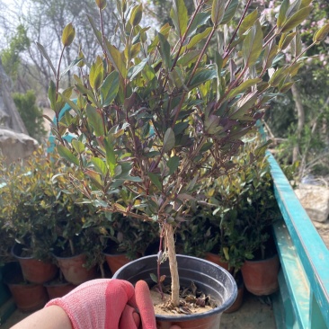 五彩金银花盆栽红金银花盆栽棒棒糖型金银花盆栽