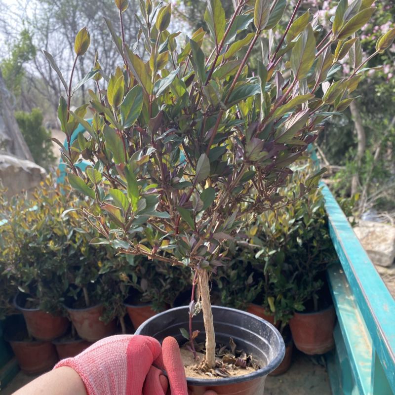 五彩金银花盆栽红金银花盆栽棒棒糖型金银花盆栽