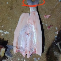 草鱼身专业加工