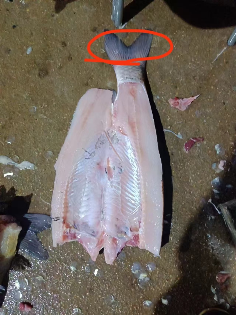 草鱼身专业加工
