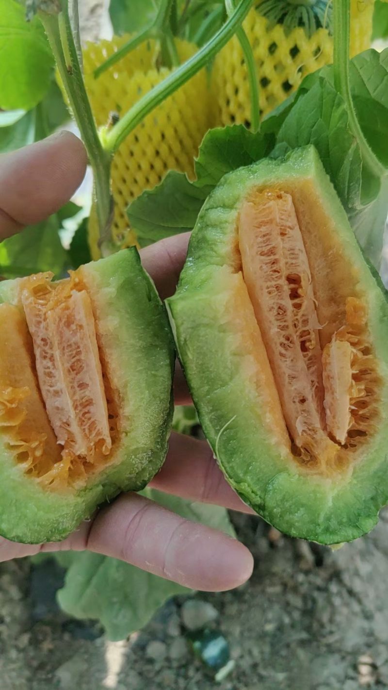 博洋九号甜瓜已熟有现货
