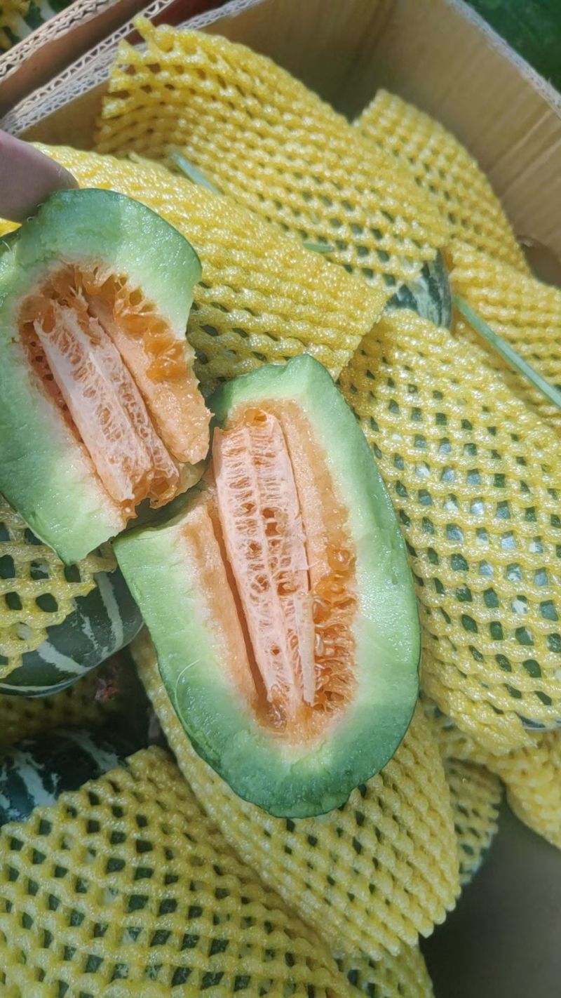博洋九号甜瓜已熟有现货