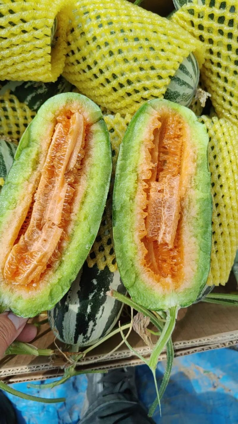 博洋九号甜瓜已熟有现货