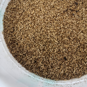 黑水虻成虫批发