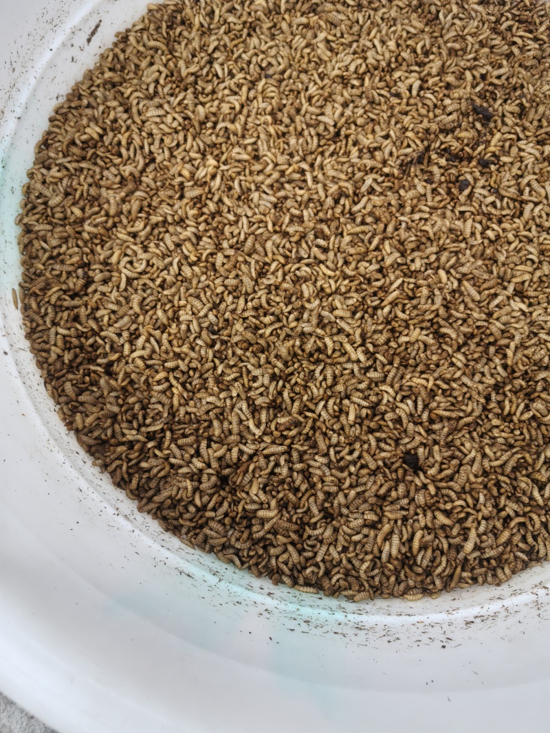 黑水虻成虫批发