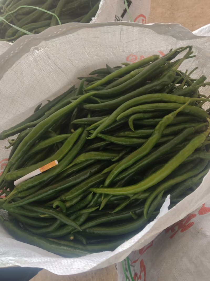 3号青线椒价格美丽大量有货质量三包