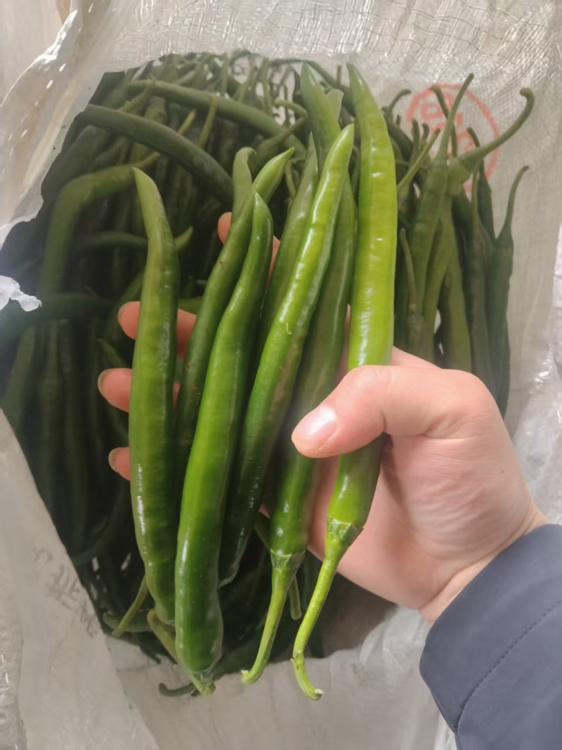3号青线椒价格美丽大量有货质量三包