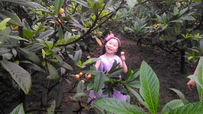 塘栖枇杷