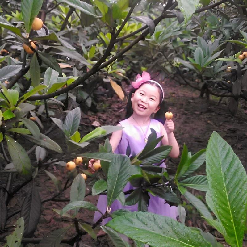 塘栖枇杷