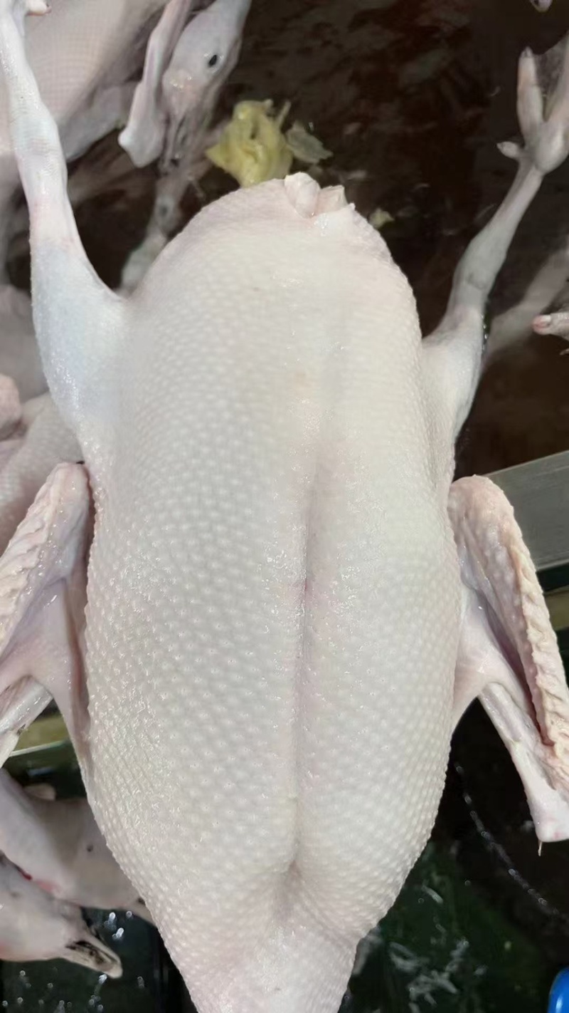 黑棕鹅