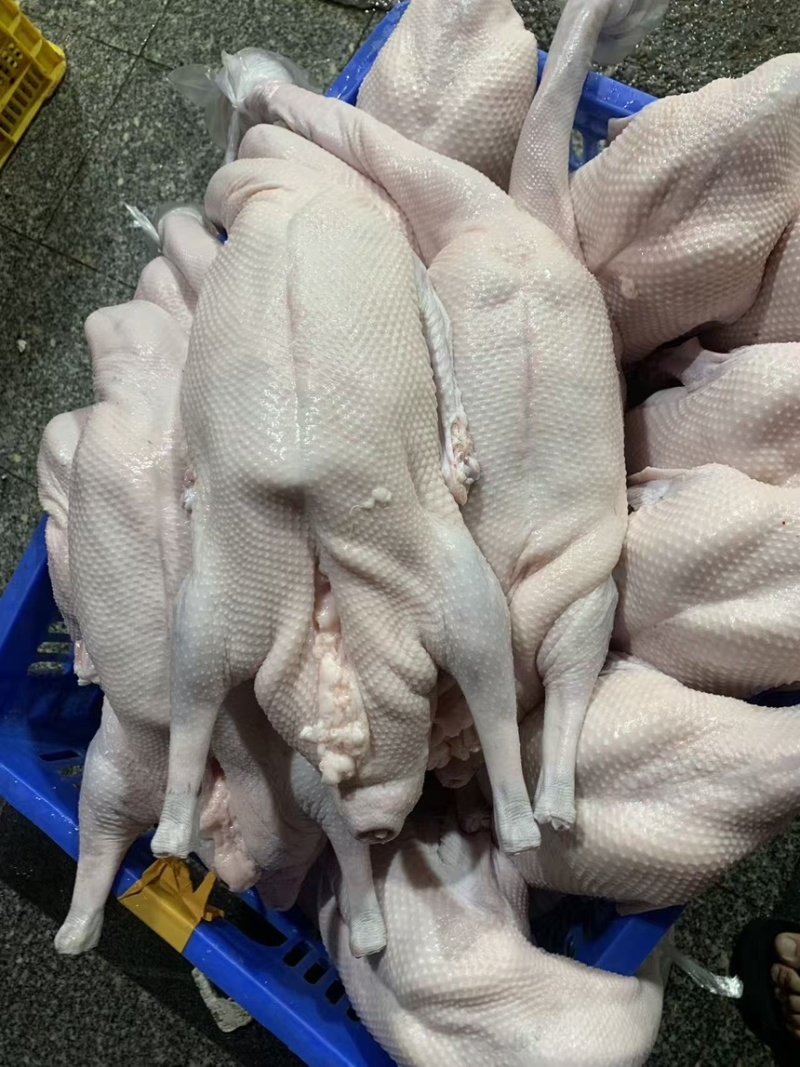 黑棕鹅