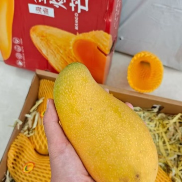 芒果