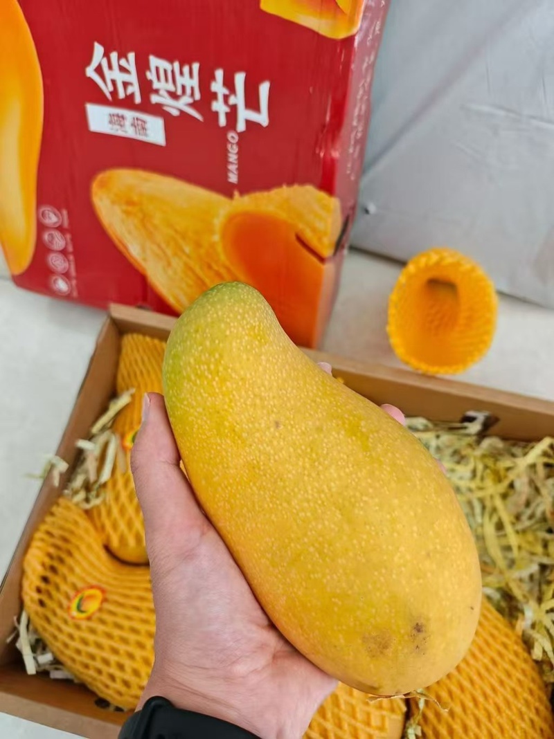 芒果
