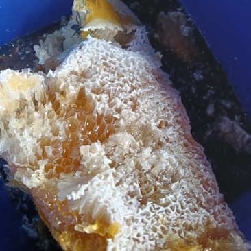 大自然纯野生蜂蜜