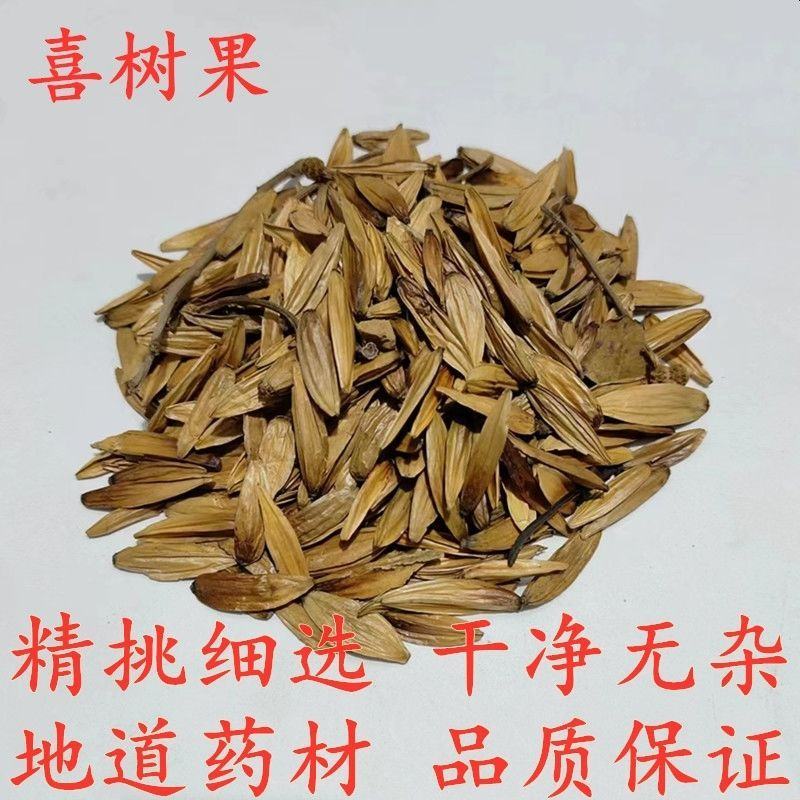 中药材喜树果喜树子千丈树水栗子天梓树果实籽仁批发零售保质
