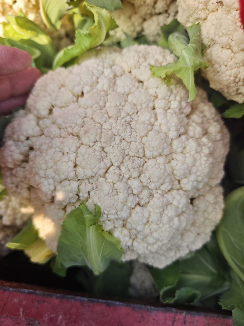 焦作有机花菜松花菜小米粒白面青梗专业代收一条龙