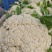 焦作有机花菜松花菜小米粒白面青梗专业代收一条龙