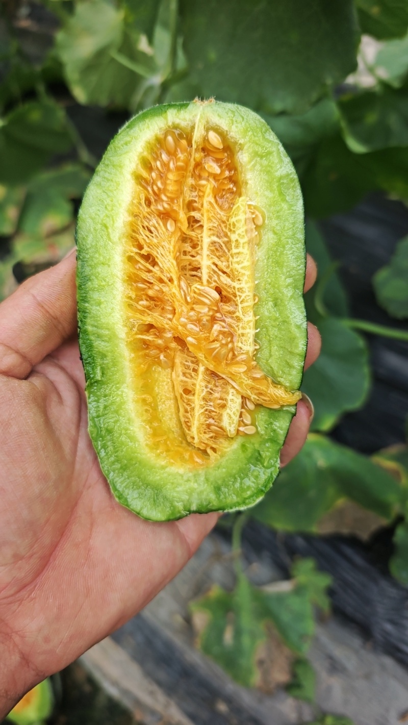 山东产地高熟博洋蜜瓜