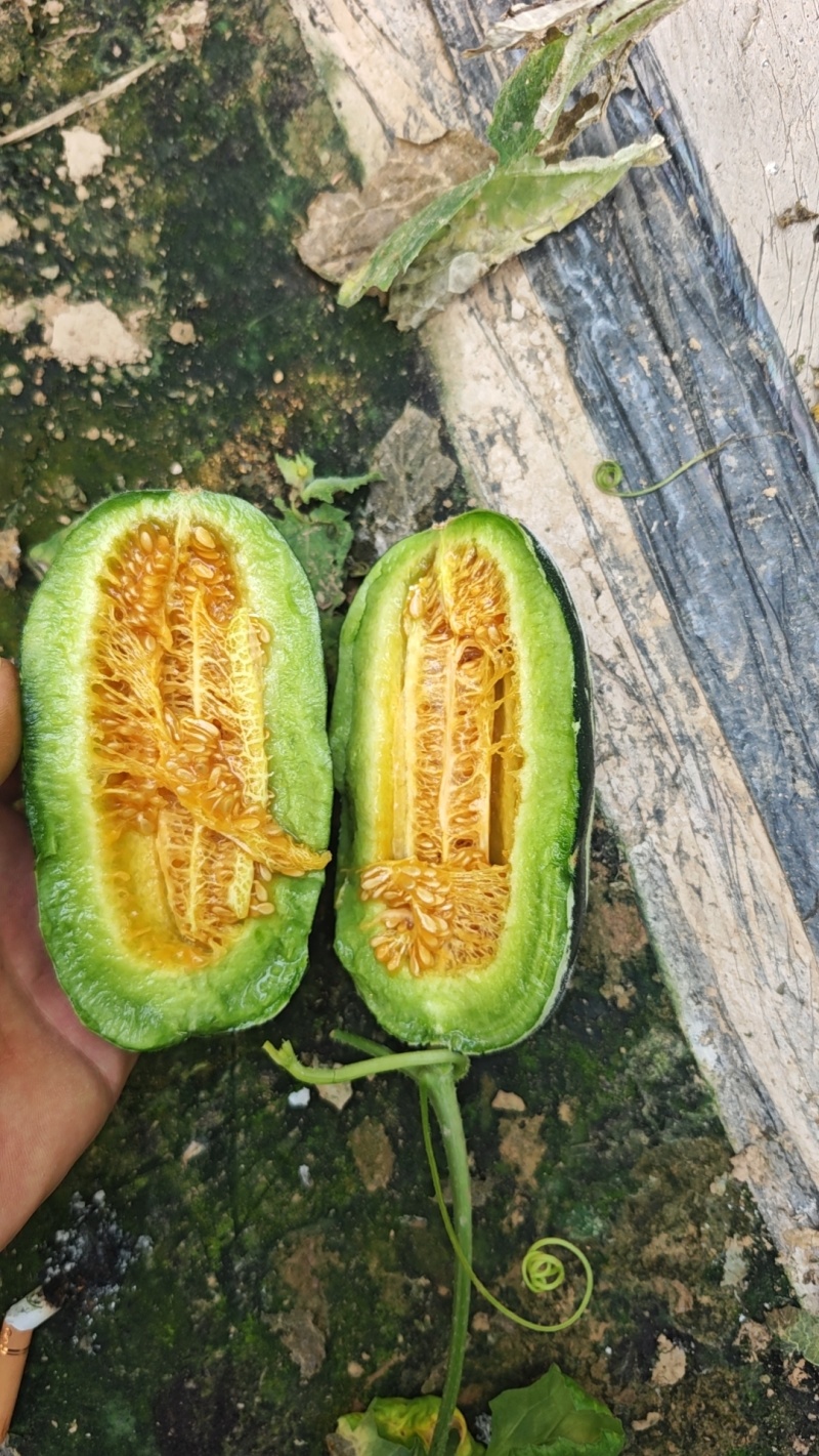 山东产地高熟博洋蜜瓜