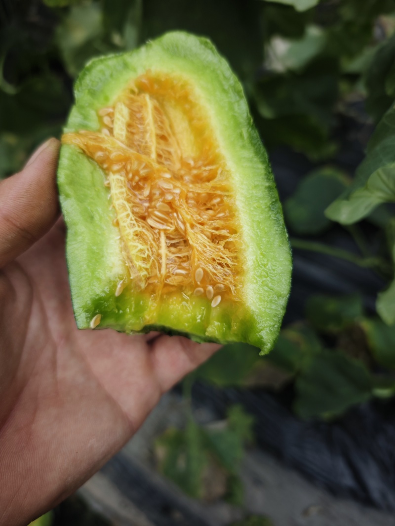 山东产地高熟博洋蜜瓜