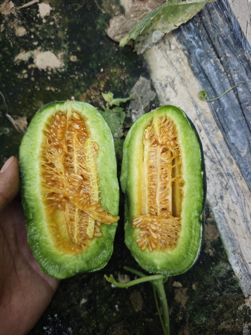 山东产地高熟博洋蜜瓜