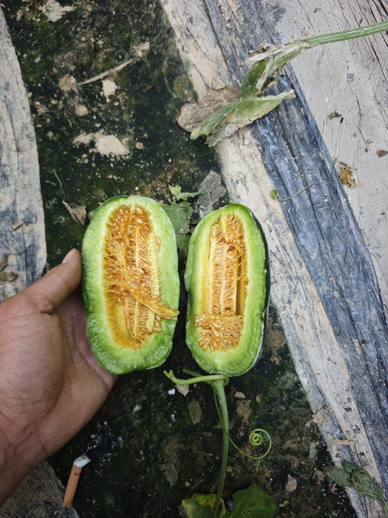 山东产地高熟博洋蜜瓜