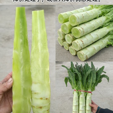 红尖叶莴笋源头产地一手货源
