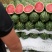 渭南大荔甜王有籽无籽都有按需分拣装车现场挑满意为止