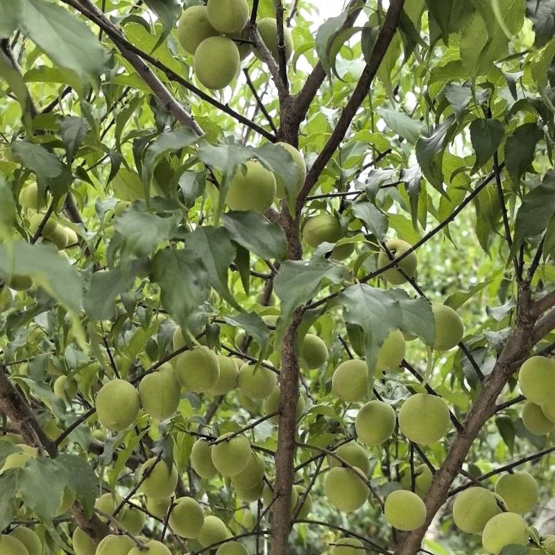 诏安高山白梅青竹梅公分梅还有小梅